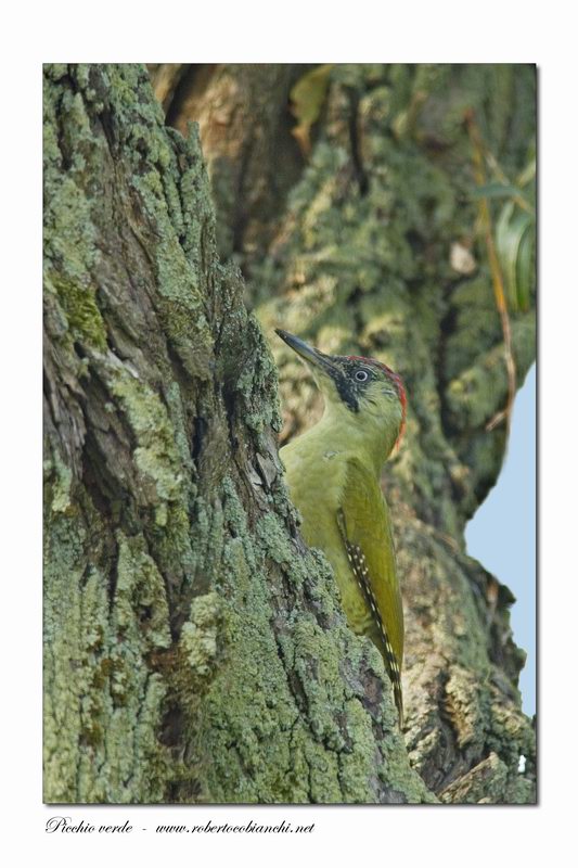 Picchio verde - Picus viridis